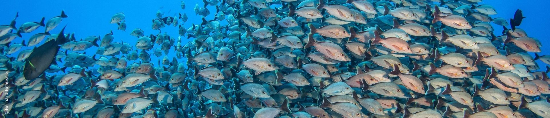 Fakarava_Archipel_des_Tuamotu