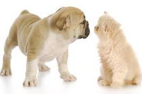 Jeunes chien et chat - Photo libre de droits sur internet